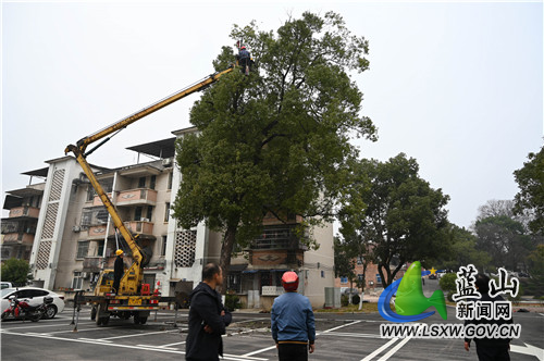 12月16日，蓝山县县城某老旧住宅小区，工作人员在对一棵古树进行树枝修剪，以美化小区环境。近年来，该县大力实施老旧小区改造工程，美化了小区环境，提升了居民的幸福指数和获得感。