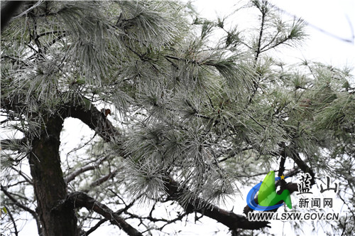12月27日，蓝山县塔峰镇夔龙山，雪后的山之巅有如淡扫蛾眉的少妇，又如白纱披身的新娘。
山岭之线条、天地之皆白、格调之素雅，远处是满目皆雪的南岭山脉，令前来踏雪赏雪的人们如入芝兰之境，于一呼一吸之间与大自然进行着清新的互动，即便若带忧伤而来亦能飘然而归，怎一个妙字了得。