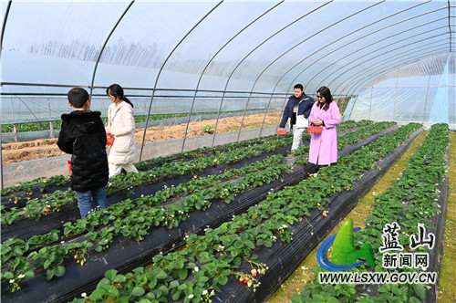 1月3日，蓝山县塔峰镇六七甲村草莓园，市民们驱车前来体验采摘草莓的乐趣，既丰富了假日生活，也撬动了节日消费经济。
据悉，草莓每年9月开始种植，次年清明下厂，是果农增收的有效产业。同时，在疫情背景下，草莓采摘也为市民欢度节假日提供了新的选项。