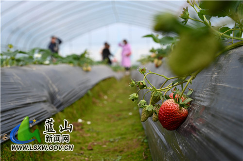 1月3日，蓝山县塔峰镇六七甲村草莓园，市民们驱车前来体验采摘草莓的乐趣，既丰富了假日生活，也撬动了节日消费经济。
据悉，草莓每年9月开始种植，次年清明下厂，是果农增收的有效产业。同时，在疫情背景下，草莓采摘也为市民欢度节假日提供了新的选项。