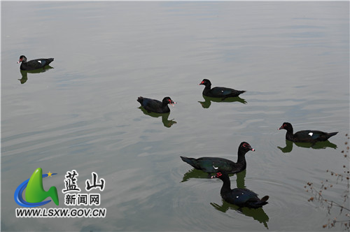 1月3日，蓝山县舜水河七里江段，一群鸭子在水里悠扬地嬉戏。元旦假期，气温回升，鸭子们似乎感知到了，赶紧“下河游泳”。