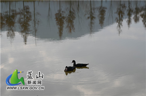 1月3日，蓝山县舜水河七里江段，一群鸭子在水里悠扬地嬉戏。元旦假期，气温回升，鸭子们似乎感知到了，赶紧“下河游泳”。