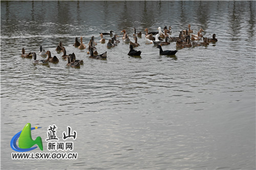 1月3日，蓝山县舜水河七里江段，一群鸭子在水里悠扬地嬉戏。元旦假期，气温回升，鸭子们似乎感知到了，赶紧“下河游泳”。