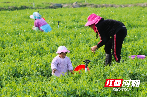 菜农在采收蔬菜。