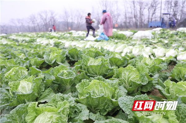 红网时刻1月6日讯（通讯员 何红福 李昊璋）1月5日正值小寒节气，永州市道县各蔬菜基地忙着采摘蔬菜，保障元旦春节期间百姓“菜篮子”供应。