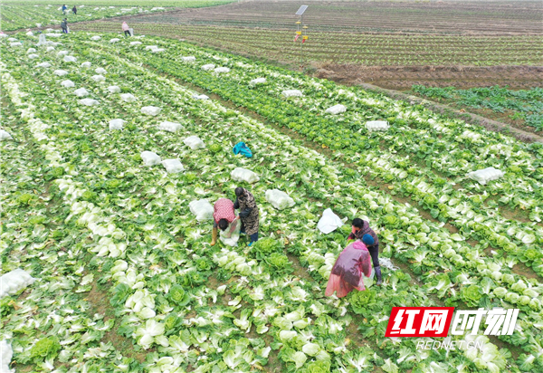 近年来，道县大力发展外向型生态绿色蔬菜产业，以“企业+合作社+基地＋农户”模式，成功创建粤港澳大湾区“菜篮子”产品出口备案基地24个，每年蔬菜种植面积达50万亩，成为乡村振兴的支柱产业。