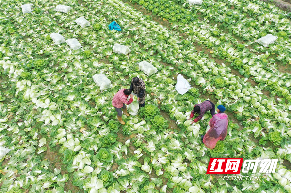 道县梅花镇贵头村，村民在采摘大白菜。