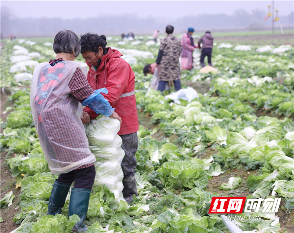 道县梅花镇贵头村，村民在采摘大白菜。