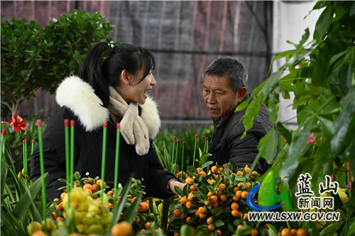 1月17日，蓝山县塔峰镇高阳村正美花卉大棚，顾客正在选购新鲜的花卉。
临近年关，该县各大花卉市场交易逐渐升温。一方面，消费者的消费势头旺盛；另一方面，各花卉商家也备足了货，以迎接春节期间花卉交易的高峰。