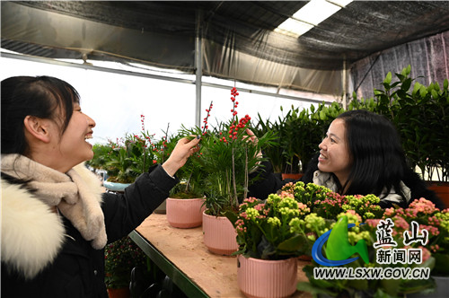1月17日，蓝山县塔峰镇高阳村正美花卉大棚，顾客正在选购新鲜的花卉。
临近年关，该县各大花卉市场交易逐渐升温。一方面，消费者的消费势头旺盛；另一方面，各花卉商家也备足了货，以迎接春节期间花卉交易的高峰。