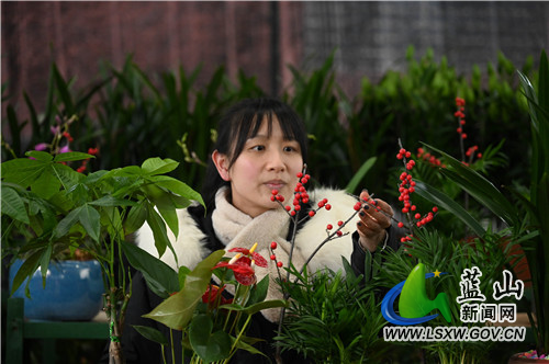 1月17日，蓝山县塔峰镇高阳村正美花卉大棚，顾客正在选购新鲜的花卉。
临近年关，该县各大花卉市场交易逐渐升温。一方面，消费者的消费势头旺盛；另一方面，各花卉商家也备足了货，以迎接春节期间花卉交易的高峰。