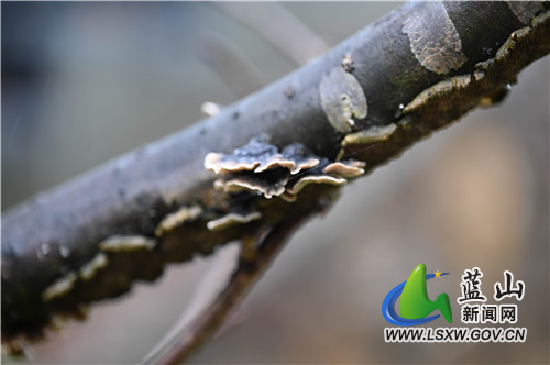 1月28日，蓝山县夔龙山顶，虽处寒冬季节，然一草一木皆欣欣向荣，那冲破严寒的嫩芽和微生物，把这个冬天点缀得春意盎然。