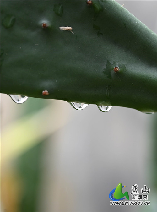1月28日，蓝山县夔龙山顶，虽处寒冬季节，然一草一木皆欣欣向荣，那冲破严寒的嫩芽和微生物，把这个冬天点缀得春意盎然。