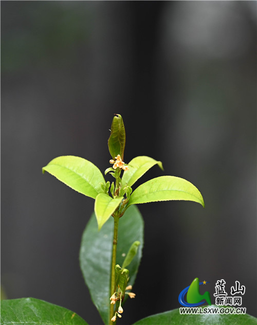 1月28日，蓝山县夔龙山顶，虽处寒冬季节，然一草一木皆欣欣向荣，那冲破严寒的嫩芽和微生物，把这个冬天点缀得春意盎然。