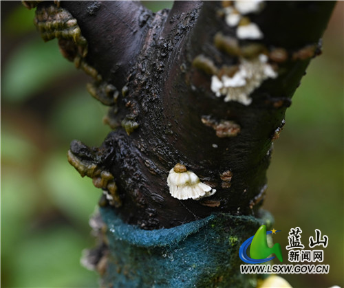 1月28日，蓝山县夔龙山顶，虽处寒冬季节，然一草一木皆欣欣向荣，那冲破严寒的嫩芽和微生物，把这个冬天点缀得春意盎然。