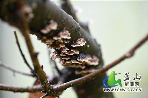 1月28日，蓝山县夔龙山顶，虽处寒冬季节，然一草一木皆欣欣向荣，那冲破严寒的嫩芽和微生物，把这个冬天点缀得春意盎然。