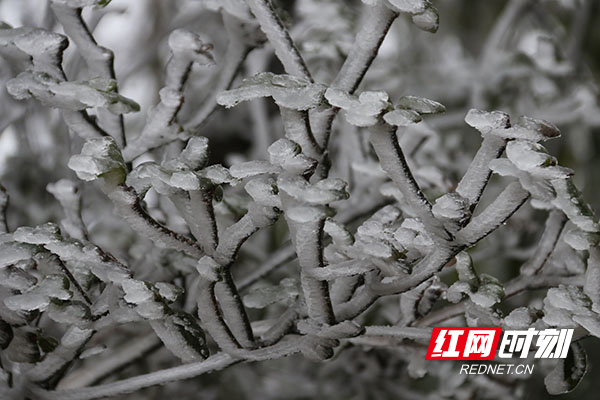 2022年1月29日，受冷空气影响，永州市道县洪塘营瑶族乡大洞田村被雾凇、冻雨覆盖，构成一幅银装素裹的瑶乡雪景。
