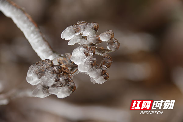 2022年1月29日，受冷空气影响，永州市道县洪塘营瑶族乡大洞田村被雾凇、冻雨覆盖，构成一幅银装素裹的瑶乡雪景。