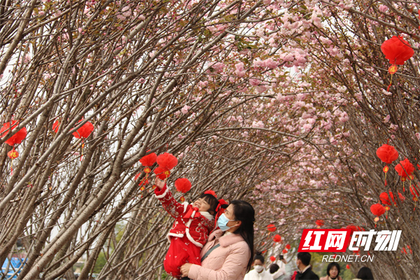 2月4日，道县道州欢乐世界主题乐园，小朋友在家长的带领下观赏樱花。