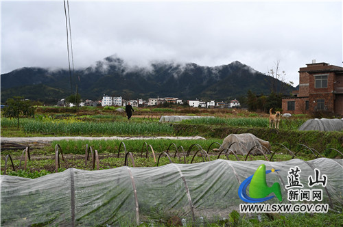 冬去春来，雨润江南。2月7日，蓝山县舜水河畔，一场春雨过后，春的气息扑面而来，大地万物蠢蠢欲动、焕发出勃勃生机。
