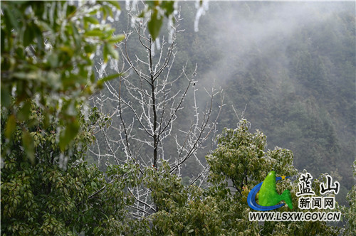 2月9日，蓝山县夔龙山，受入春以来的雨雪天气影响，海拔500多米的山顶冰凌闪闪、雾凇迷蒙，惹得前来爬山健身的市民驻足欣赏、拍照留念。​