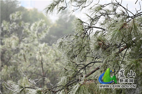 2月9日，蓝山县夔龙山，受入春以来的雨雪天气影响，海拔500多米的山顶冰凌闪闪、雾凇迷蒙，惹得前来爬山健身的市民驻足欣赏、拍照留念。​