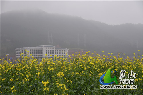 2月10日，蓝山县塔峰镇古城村附近的油菜花田，蒙蒙细雨中迎风而动的金黄花朵，装点出新春的第一抹鲜艳色彩。
今年开春以来，蓝山县气温普遍偏低，油菜花还没到开花期。而地处城郊洼地这块花田则稍显特别，嫩绿叶丛上的金黄花朵，洋溢着春的气息，在周边一众枯黄中尤为扎眼。不远处，东方大道上往来的市民，举目眺望金黄，感受这独属于早春的美丽。