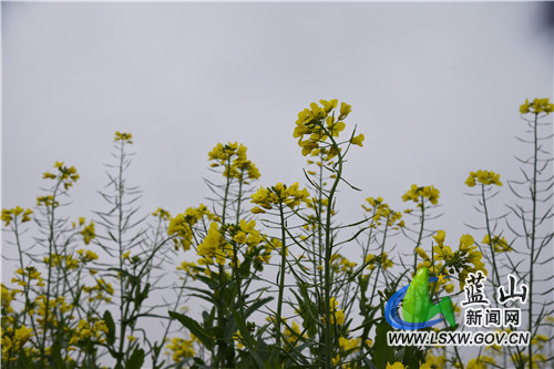 2月10日，蓝山县塔峰镇古城村附近的油菜花田，蒙蒙细雨中迎风而动的金黄花朵，装点出新春的第一抹鲜艳色彩。
今年开春以来，蓝山县气温普遍偏低，油菜花还没到开花期。而地处城郊洼地这块花田则稍显特别，嫩绿叶丛上的金黄花朵，洋溢着春的气息，在周边一众枯黄中尤为扎眼。不远处，东方大道上往来的市民，举目眺望金黄，感受这独属于早春的美丽。