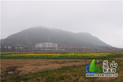 2月10日，蓝山县塔峰镇古城村附近的油菜花田，蒙蒙细雨中迎风而动的金黄花朵，装点出新春的第一抹鲜艳色彩。
今年开春以来，蓝山县气温普遍偏低，油菜花还没到开花期。而地处城郊洼地这块花田则稍显特别，嫩绿叶丛上的金黄花朵，洋溢着春的气息，在周边一众枯黄中尤为扎眼。不远处，东方大道上往来的市民，举目眺望金黄，感受这独属于早春的美丽。