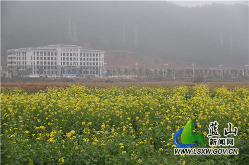 2月10日，蓝山县塔峰镇古城村附近的油菜花田，蒙蒙细雨中迎风而动的金黄花朵，装点出新春的第一抹鲜艳色彩。
今年开春以来，蓝山县气温普遍偏低，油菜花还没到开花期。而地处城郊洼地这块花田则稍显特别，嫩绿叶丛上的金黄花朵，洋溢着春的气息，在周边一众枯黄中尤为扎眼。不远处，东方大道上往来的市民，举目眺望金黄，感受这独属于早春的美丽。