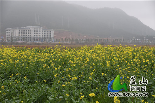 2月10日，蓝山县塔峰镇古城村附近的油菜花田，蒙蒙细雨中迎风而动的金黄花朵，装点出新春的第一抹鲜艳色彩。
今年开春以来，蓝山县气温普遍偏低，油菜花还没到开花期。而地处城郊洼地这块花田则稍显特别，嫩绿叶丛上的金黄花朵，洋溢着春的气息，在周边一众枯黄中尤为扎眼。不远处，东方大道上往来的市民，举目眺望金黄，感受这独属于早春的美丽。