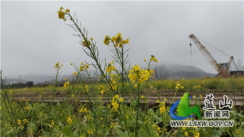 正值乍暖还寒时节，在塔峰镇总市村、雷家岭村等地，近百亩油菜花次第开放，春意浓浓。远远望去，像是一片金色的海洋，三五成群的鸟儿在花海中嬉戏打闹。微风袭来，花海泛波，浓浓春意沁人心脾。步入花海，只见花蕾含苞绽放、草木抽芽的景象一览无余，四处迸发出蓬勃的生机与活力，将乡村田野勾勒成一幅春意盎然的山水田园画。​