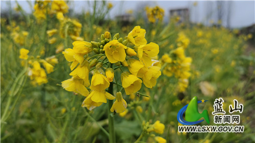 正值乍暖还寒时节，在塔峰镇总市村、雷家岭村等地，近百亩油菜花次第开放，春意浓浓。远远望去，像是一片金色的海洋，三五成群的鸟儿在花海中嬉戏打闹。微风袭来，花海泛波，浓浓春意沁人心脾。步入花海，只见花蕾含苞绽放、草木抽芽的景象一览无余，四处迸发出蓬勃的生机与活力，将乡村田野勾勒成一幅春意盎然的山水田园画。​