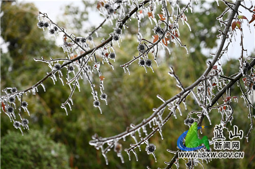 2月20日，蓝山县夔龙山，雨夹雪沙沙作响、大雪花飘飘扬扬，在童话般的白雪世界里，冰凌雾凇、踏雪之印更显得锦上添花。都说瑞雪兆丰年，虎年开春之际，来一场彻彻底底的大雪，预示着今年又是一个丰收之年。