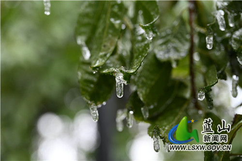 2月20日，蓝山县夔龙山，雨夹雪沙沙作响、大雪花飘飘扬扬，在童话般的白雪世界里，冰凌雾凇、踏雪之印更显得锦上添花。都说瑞雪兆丰年，虎年开春之际，来一场彻彻底底的大雪，预示着今年又是一个丰收之年。