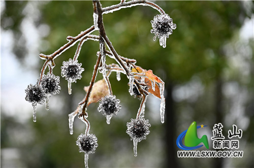 2月20日，蓝山县夔龙山，雨夹雪沙沙作响、大雪花飘飘扬扬，在童话般的白雪世界里，冰凌雾凇、踏雪之印更显得锦上添花。都说瑞雪兆丰年，虎年开春之际，来一场彻彻底底的大雪，预示着今年又是一个丰收之年。