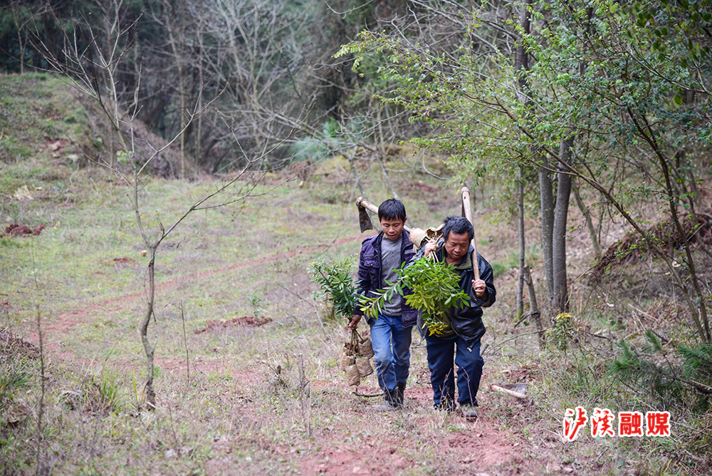 泸溪融媒3月2日讯（通讯员 谭子幼）3月1日，泸溪县甘田坪村两位村民手提肩扛数株金丝楠木苗行进在龙头冲林场山林间准备栽植。