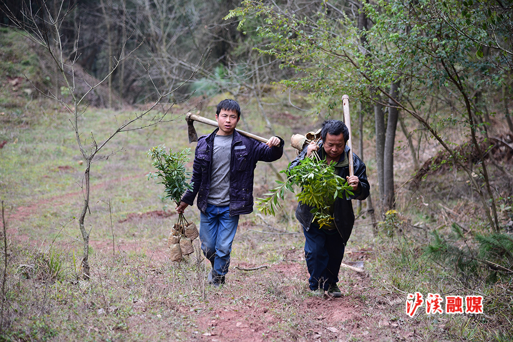 去年以来，泸溪县在全面推行林长制工作中将森林提质增效储“财”作为增加林农收入，提升森林“颜值”的重要途径，