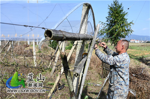 3月7日，蓝山县塔峰镇上丰头村，果农陈龙标正在自家葡萄园内覆盖薄膜。春季雨季即将来临，提前给果树盖好薄膜，有利于防雨、防虫、防病毒，确保葡萄在棚架内健康生长。