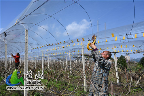 3月7日，蓝山县塔峰镇上丰头村，果农陈龙标正在自家葡萄园内覆盖薄膜。春季雨季即将来临，提前给果树盖好薄膜，有利于防雨、防虫、防病毒，确保葡萄在棚架内健康生长。