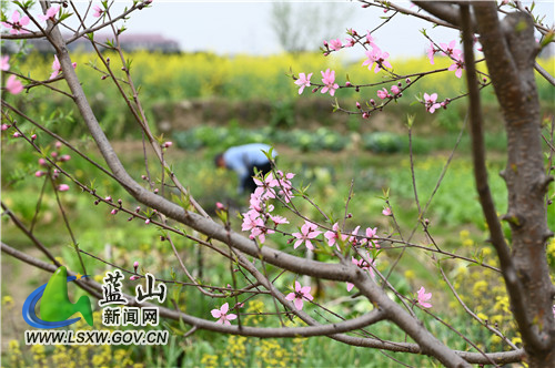 3月10日，蓝山县塔峰镇舜水河畔，鸟语花香、河流潺潺，人们在春风十里中辛勤劳作，构成了一幅极美的春耕图。
一年之计在于春，人们沐浴着春风、呼吸着花香，用勤劳的双手耕种一年的希望。
