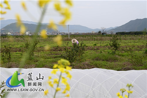 3月10日，蓝山县塔峰镇舜水河畔，鸟语花香、河流潺潺，人们在春风十里中辛勤劳作，构成了一幅极美的春耕图。
一年之计在于春，人们沐浴着春风、呼吸着花香，用勤劳的双手耕种一年的希望。