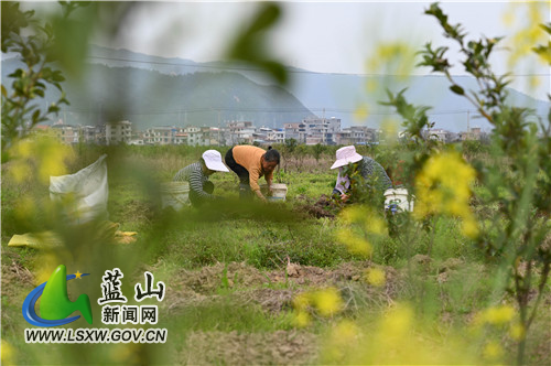 3月10日，蓝山县塔峰镇舜水河畔，鸟语花香、河流潺潺，人们在春风十里中辛勤劳作，构成了一幅极美的春耕图。
一年之计在于春，人们沐浴着春风、呼吸着花香，用勤劳的双手耕种一年的希望。