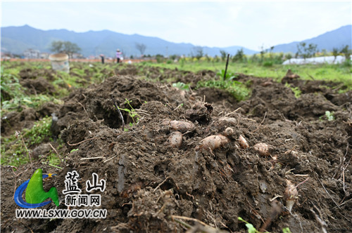 3月10日，蓝山县塔峰镇舜水河畔，鸟语花香、河流潺潺，人们在春风十里中辛勤劳作，构成了一幅极美的春耕图。
一年之计在于春，人们沐浴着春风、呼吸着花香，用勤劳的双手耕种一年的希望。
