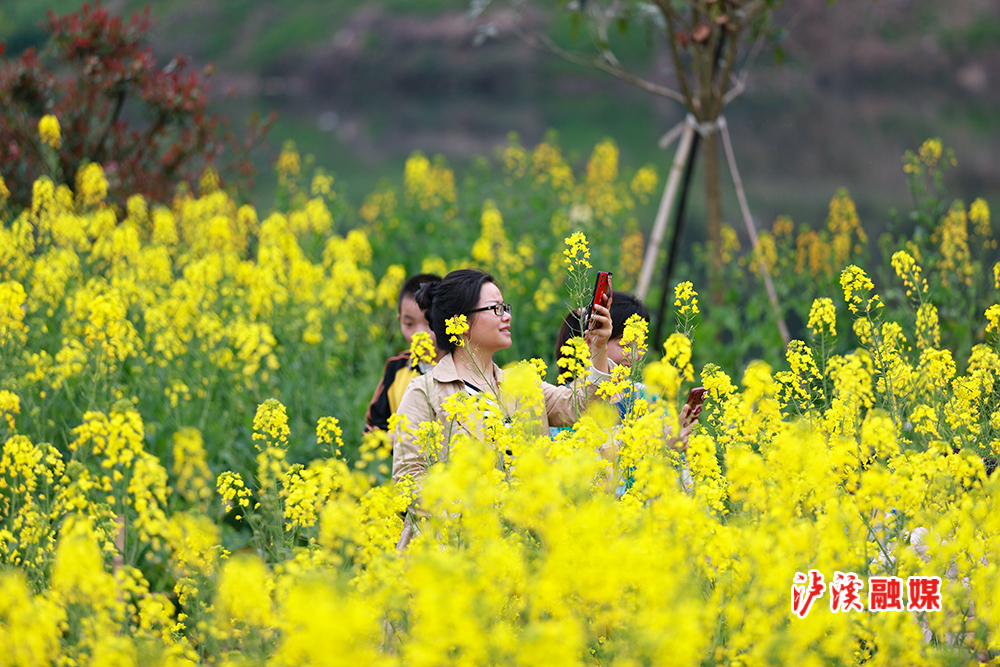 泸溪融媒3月13日讯（记者 龚宗泽 通讯员 陈锐）早春的三月，大地回暖万物复苏，走进泸溪县大陂流村，峒河两畔金灿灿的油菜花遍布河岸，放眼远眺，如同一块金色的地毯铺往天边。清风拂面，沁人心脾，令人陶醉。游客们纷纷踏春而来，三三两两行走在花田地垄间，驻足、拍照，打卡，留住美好瞬间。