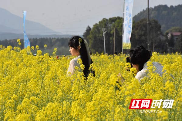 双牌县枫木山村油菜花基地的油菜花盛开，吸引游客前往踏青赏花，感受春光。
