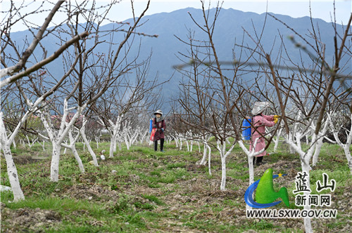 3月11日，蓝山县塔峰镇富阳头村果园，果农正在打理果树。
果园里桃花李子花油菜花次第开放，果农们伴着十里春风辛勤劳作，令这个果园、这个春耕、这个季节，有如画卷般美丽动容。