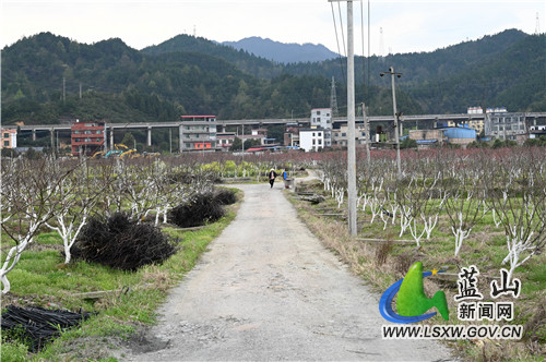 3月11日，蓝山县塔峰镇富阳头村果园，果农正在打理果树。
果园里桃花李子花油菜花次第开放，果农们伴着十里春风辛勤劳作，令这个果园、这个春耕、这个季节，有如画卷般美丽动容。