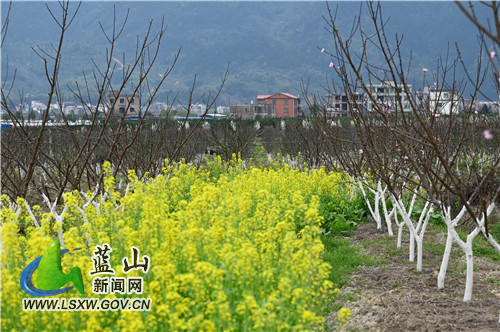 3月11日，蓝山县塔峰镇富阳头村果园，桃花、李子花、油菜花争奇斗艳，点缀了满园的春色，吸引了不少市民前来踏青赏花。