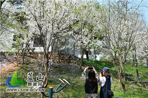 3月15日，蓝山县塔下寺樱花争相怒放，红的、白的、粉的，争奇斗艳，惹得爱美的少女前来踏青赏花，在阳光的照耀下，整个塔下寺有如仙境一般美丽。